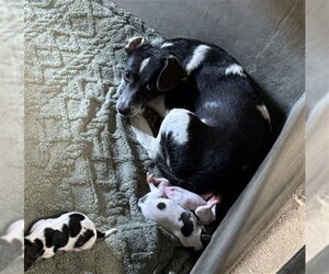 Mutt Dogs for adoption in San Bernardino, CA, USA