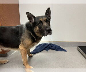 German Shepherd Dog-Unknown Mix Dogs for adoption in Rancho Cucamonga, CA, USA