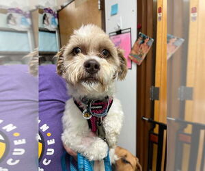 Mutt Dogs for adoption in Candler, NC, USA