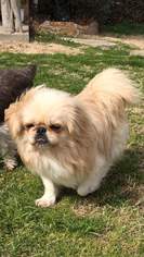 Pekingese Dogs for adoption in Dallas, TX, USA