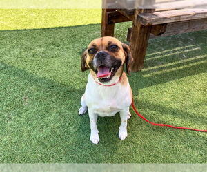 Puggle Dogs for adoption in Orange, CA, USA