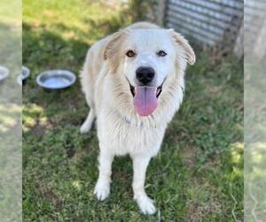 Australian Shepherd-Great Pyrenees Mix Dogs for adoption in Modesto, CA, USA