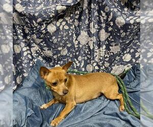 Chihuahua Dogs for adoption in Modesto, CA, USA