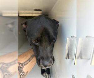 Labrador Retriever-Unknown Mix Dogs for adoption in Houston, TX, USA