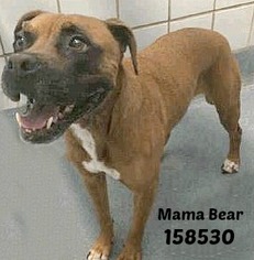 Medium Photo #1 Boxer-Mastiff Mix Puppy For Sale in San Antonio, TX, USA