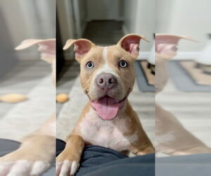 American Pit Bull Terrier Dogs for adoption in Mooresville, NC, USA