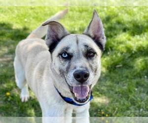 German Shepherd Dog-Huskies Mix Dogs for adoption in Pueblo, CO, USA