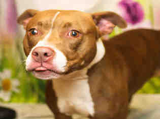 American Pit Bull Terrier-Unknown Mix Dogs for adoption in Waynesville, NC, USA
