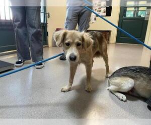 Huskies -Labrador Retriever Mix Dogs for adoption in Pasadena, CA, USA