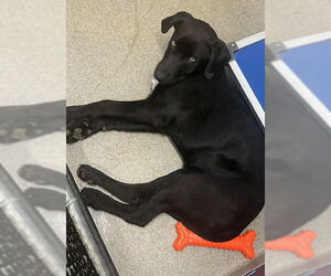 Mutt Dogs for adoption in Sterling, MA, USA