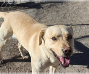 Labrador Retriever-Unknown Mix Dogs for adoption in Fallon, NV, USA