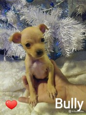 Medium Photo #1 Chihuahua-Unknown Mix Puppy For Sale in Los Banos, CA, USA