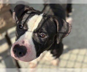 American Pit Bull Terrier Dogs for adoption in Tulsa, OK, USA