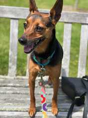 American Rat Pinscher Dogs for adoption in Durham, NC, USA