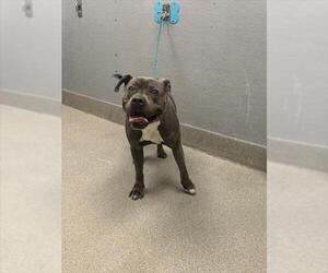 American Pit Bull Terrier-Unknown Mix Dogs for adoption in Las Vegas, NV, USA