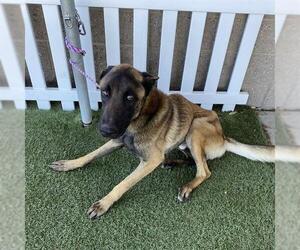 Mutt Dogs for adoption in Modesto, CA, USA