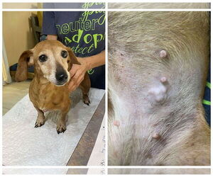 Dachshund Dogs for adoption in Benton, LA, USA