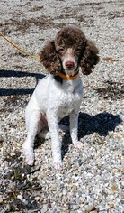 Poodle (Miniature) Dogs for adoption in Lake City, MI, USA