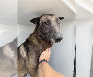 Mutt Dogs for adoption in Houston, TX, USA
