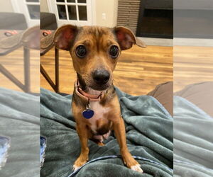 Chihuahua-Unknown Mix Dogs for adoption in Springdale, PA, USA