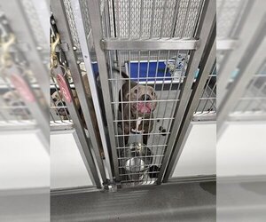 American Pit Bull Terrier Dogs for adoption in Norfolk, VA, USA