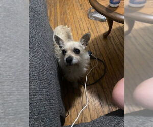 Mutt Dogs for adoption in Evansville, IN, USA