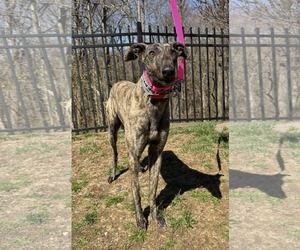 Greyhound Dogs for adoption in Cherry Hill, NJ, USA