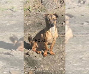 Chihuahua Dogs for adoption in Oakhurst, NJ, USA