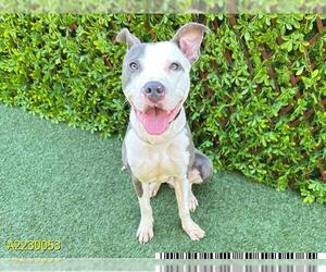 American Pit Bull Terrier Dogs for adoption in West Palm Beach, FL, USA