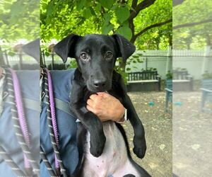 Mutt Dogs for adoption in Elmsford, NY, USA
