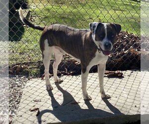 Boxer-Unknown Mix Dogs for adoption in Doylestown, PA, USA