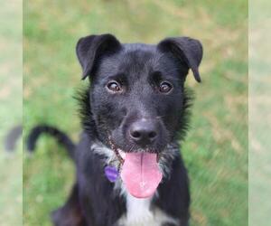 Collie-Unknown Mix Dogs for adoption in San Antonio, TX, USA