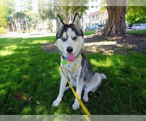 Siberian Husky Dogs for adoption in Pasadena, CA, USA