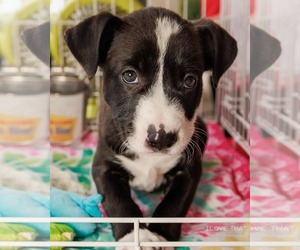 Labrador Retriever Dogs for adoption in The Woodlands, TX, USA