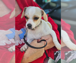 Chihuahua-Unknown Mix Dogs for adoption in Cranston, RI, USA