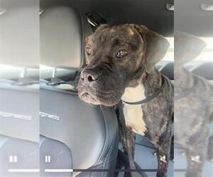 Boxer-Unknown Mix Dogs for adoption in San Antonio, TX, USA
