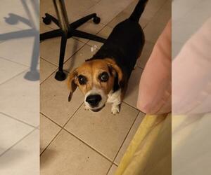 Beagle Dogs for adoption in aurora, IL, USA