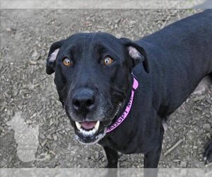 Small American Pit Bull Terrier-Labrador Retriever Mix