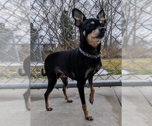 Miniature Pinscher Dogs for adoption in Muskegon, MI, USA