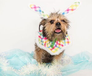 Cairn Terrier-Unknown Mix Dogs for adoption in phoenix, AZ, USA