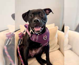 Mutt Dogs for adoption in Mooresville, NC, USA