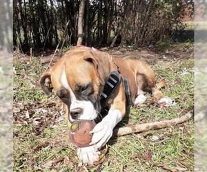 Boxer Dogs for adoption in Park Falls, WI, USA
