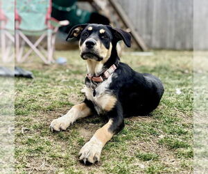 Mutt Dogs for adoption in Springdale, PA, USA