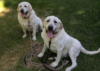 Labrador Retriever Dogs for adoption in Polson, MT, USA