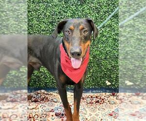 Doberman Pinscher Dogs for adoption in Corpus Christi, TX, USA