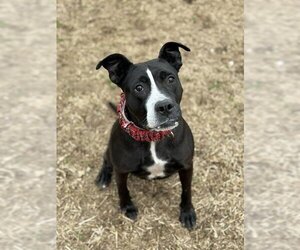 American Pit Bull Terrier Dogs for adoption in Louisville, KY, USA