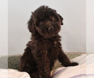 Saint Berdoodle Dogs for adoption in Sheridan, CO, USA