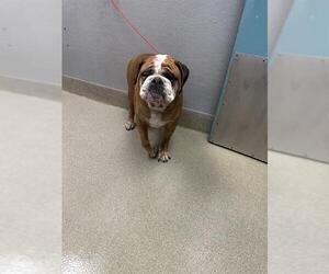 Bulldog-Unknown Mix Dogs for adoption in Las Vegas, NV, USA