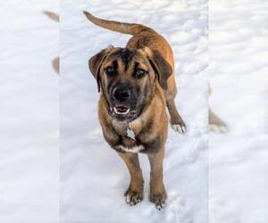 Saint Dane Dogs for adoption in Minneapolis, MN, USA
