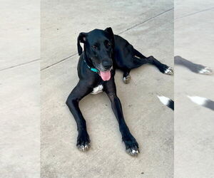 Great Dane Dogs for adoption in Bullard, TX, USA